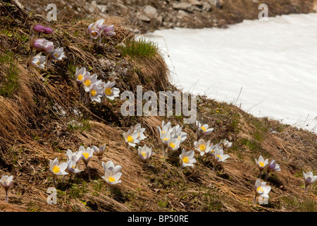 Printemps Pasqueflower Pulsatilla vernalis, près de la ligne de neige dans les Alpes suisses. Banque D'Images