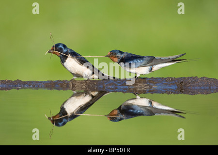 L'hirondelle rustique (Hirundo rustica). Les adultes de la boue et des tiges à partir du bord du bassin. Banque D'Images