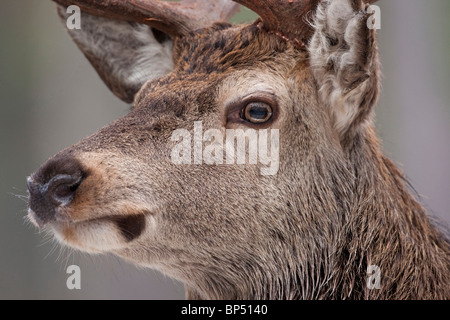 Red Deer (Cervus elaphus). Portrait d'un cerf, le Parc National de Cairngorms, en Écosse. Banque D'Images