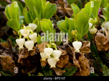 Le raisin d'arctique, Arctostaphylos alpinus  = Arctous alpinus en fleur. Rare dans le nord de la Grande-Bretagne.