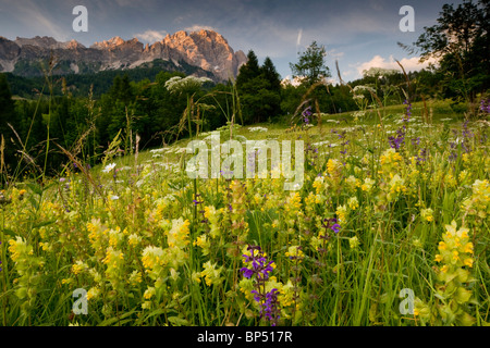 Belle Montagne fleurie hay meadow, avec hochet jaune etc. sur le Passo Tre Croci, près de Cortina, les Dolomites. Banque D'Images