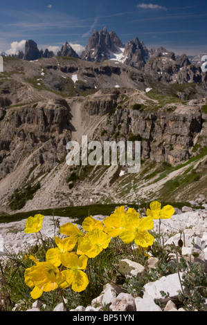 Pavot rhétique sur les Tre Cime de Lavaredo, Dolomites, Italie. Banque D'Images