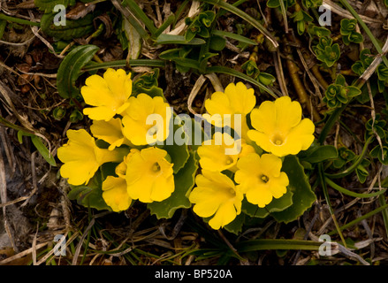 Auricula ou Bear's Ear, Primula auricula Dolomites, Italie. Banque D'Images