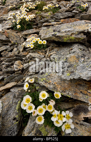 Glacier Glacier Crowfoot ou Buttercup, Ranunculus glacialis, haut dans les Alpes Suisses de l'Est. Banque D'Images