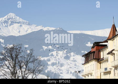 Vue vers le Shrekhorn et montagne Alpes bernoises de la station de ski ville de Grindlewald, Suisse Banque D'Images