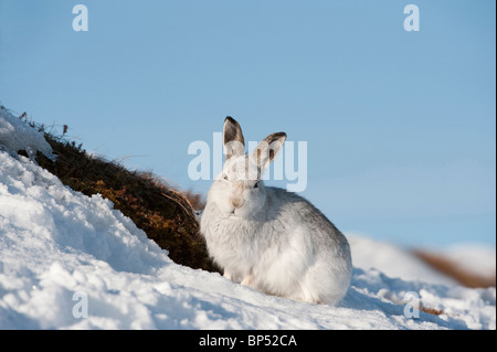 Lièvre variable (Lepus timidus) reposant dans la neige en hiver, le Parc National de Cairngorms, en Écosse. Banque D'Images