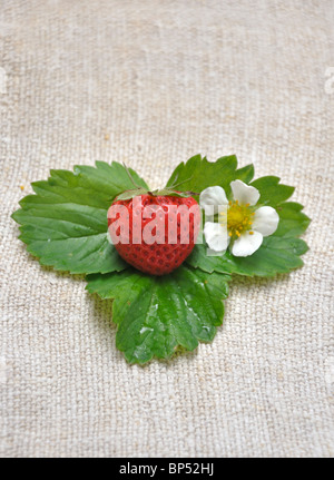 Produits frais et vanille avec feuilles de fraisier et fleur de fraisier Banque D'Images
