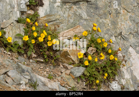 Benoîte rampante, Geum reptans à 3000m, Alpes suisses. Banque D'Images