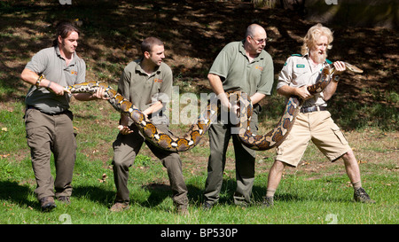 Les 17 pieds de long Python réticulé qui est la dernière édition à la maison de reptile au West Midland Safari Park, , Angleterre Banque D'Images