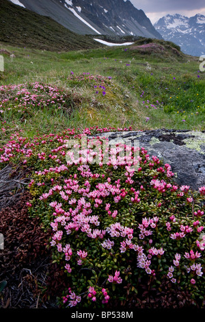 Azalée rampante ou azalée, Loiseleuria procumbens en tapis très fleuries, sur le col de l'Albula, Suisse. Banque D'Images