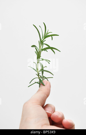 Main tenant un romarin fraîchement cueillies Banque D'Images
