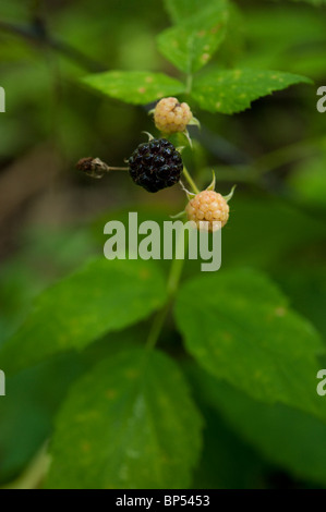 Noir sauvage framboisier (Rubus occidentalis) croissant dans les bois en Ontario en juillet. Banque D'Images