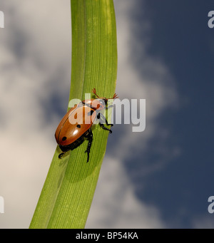 Grandes feuilles coléoptère brun ciel nuages Banque D'Images