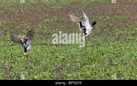 Sarcelle à ailes bleues en vol Saskatchewan Banque D'Images