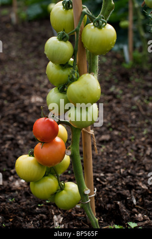 La maturation des tomates jalonnés au début d'août dans un allotissement organique jardin dans le Cambridgeshire. Banque D'Images