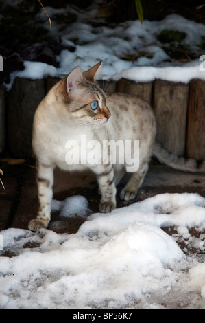 Un Bengal chat jouant dans la neige Banque D'Images