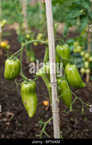 La maturation des tomates opalka jalonnés au début d'août dans un allotissement organique jardin dans le Cambridgeshire. Banque D'Images