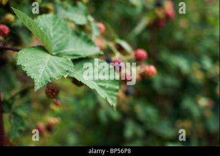 Blackberry commun (Rubus fruticosus) mûrissement en un allotissement organique dans le Cambridgeshire. Banque D'Images