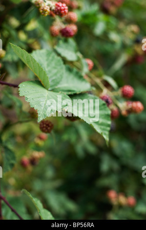 Blackberry commun (Rubus fruticosus) mûrissement en un allotissement organique dans le Cambridgeshire. Banque D'Images