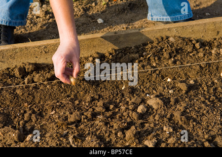 L'oignon (Allium cepa) ensembles étant planté sur un allotissement tracer à l'aide d'une ligne de chaîne Banque D'Images