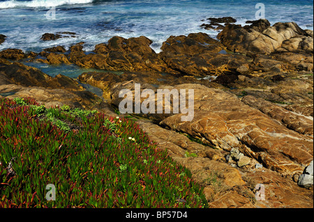 Les vagues déferlent contre des roches Pebble Beach Californie mer marée fig Carpobrotus chilensis iceplant carpobrotus aequilaterus Banque D'Images