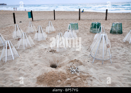 Israël, Atlit, bénévoles presse tortues vertes coquilles vides après l'éclosion. Banque D'Images