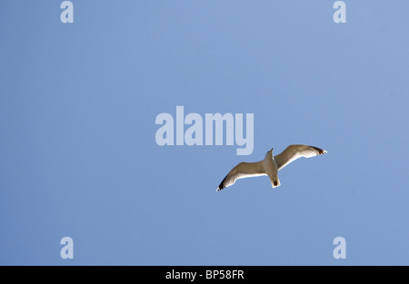 Une mouette avec ses ailes déployées vole dans un ciel bleu Banque D'Images