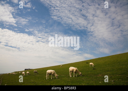 moutons sur la digue Banque D'Images