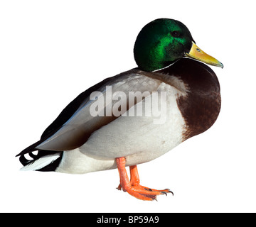 Le colvert (Anas platyrhynchos) in front of white background, isolé. Banque D'Images