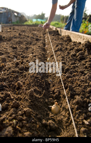 Rangées de l'oignon (Allium cepa) ensembles étant planté sur un allotissement tracer à l'aide d'une ligne de chaîne Banque D'Images