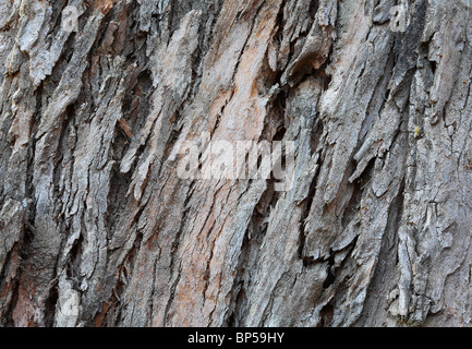 Plan Macro sur l'écorce des arbres d'eucalyptus de la texture pour l'utiliser comme arrière-plan naturel Banque D'Images