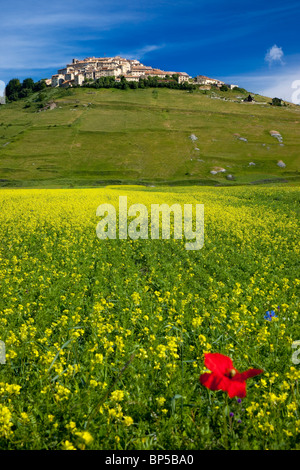 Une seule feuille rouge en acres de fleurs sauvages jaune au-dessous de la ville médiévale de Castelluccio au Piano Grande, Ombrie Italie Banque D'Images