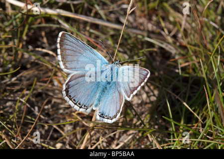 Chalkhill Blue - Lysandra corydon ailes ouvrir prise à Broadcroft Quarry, Portland, Dorset, Angleterre Banque D'Images