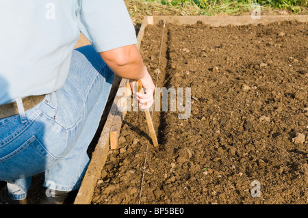 Faire un jardinier dame percer à planter des graines ou des bulbes sur un allotissement tracer à l'aide d'un cordeau et stick Banque D'Images