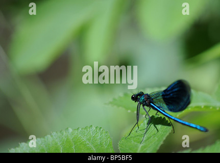 Belle Demoiselle (calopteryx virgo) libellule se repose sur une feuille d'ortie par la rivière Banque D'Images