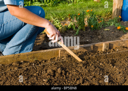 Faire un jardinier dame percer à planter des graines ou des bulbes sur un allotissement tracer à l'aide d'un cordeau et stick Banque D'Images