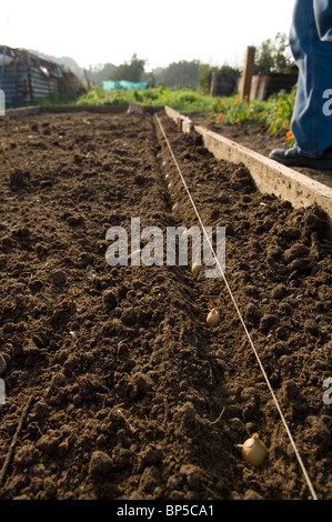 Rangées de l'oignon (Allium cepa) plantés sur une parcelle d'attribution à l'aide d'une ligne de chaîne Banque D'Images