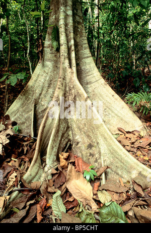 Ceiba Buttress roots. Banque D'Images