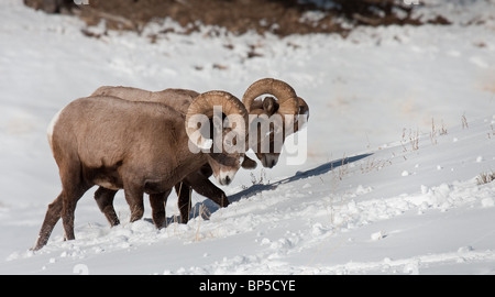 Le pâturage de mouflons dans la neige, Parc National de Yellowstone USA Banque D'Images