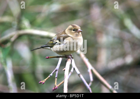 (Fringilla coelebs Chaffinch femelle) Banque D'Images
