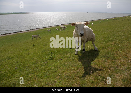 moutons sur la digue Banque D'Images