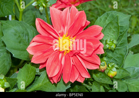 Dahlia rose saumon illustré en pleine floraison entouré par la mi vert feuilles et bourgeons dahlia Banque D'Images