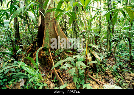 Ceiba Buttress roots. Banque D'Images