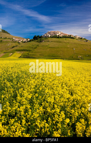 Acres de fleurs sauvages jaune au-dessous de la ville médiévale de Castelluccio au Piano Grande, Ombrie Italie Banque D'Images