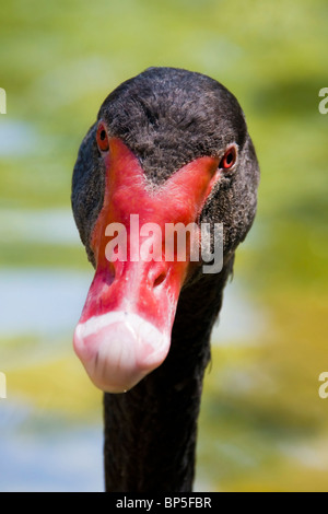 Tête de cygne noir Banque D'Images