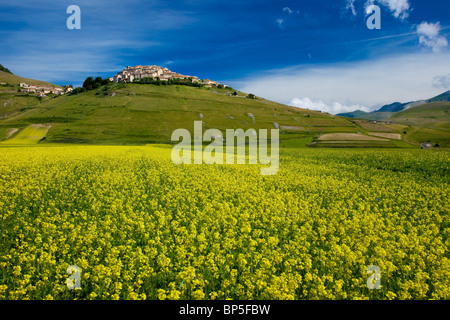 Acres de fleurs sauvages jaune au-dessous de la ville médiévale de Castelluccio au Piano Grande, Ombrie Italie Banque D'Images