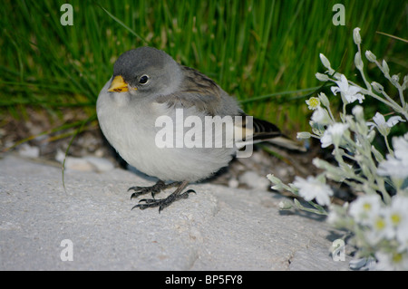 Montifringilla nivalis Finch (neige) - mineur Banque D'Images