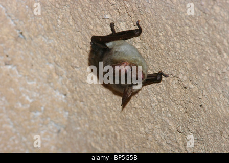 Une plus grande chauve-souris de la souris (Myotis myotis) Banque D'Images