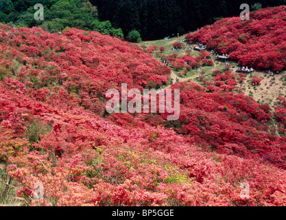 Azalées, Gose, Nara, Japon Banque D'Images