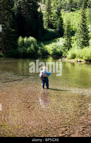 Il a pris sa retraite de mouche au Maroon Creek, Maroon Bells Snowmass Wilderness Area, White River National Forest, Colorado, USA Banque D'Images